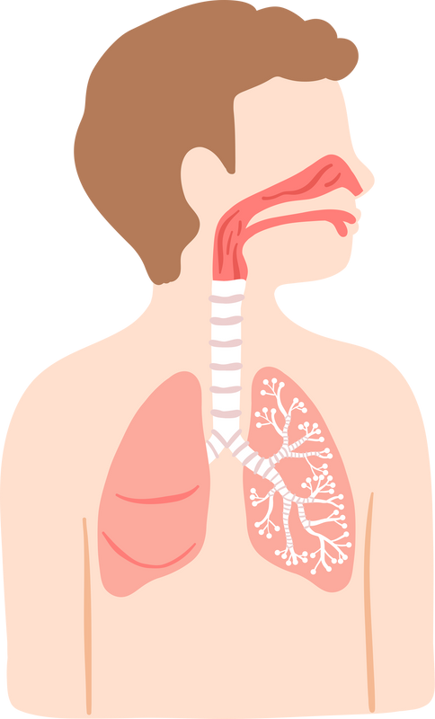 human respiratory system