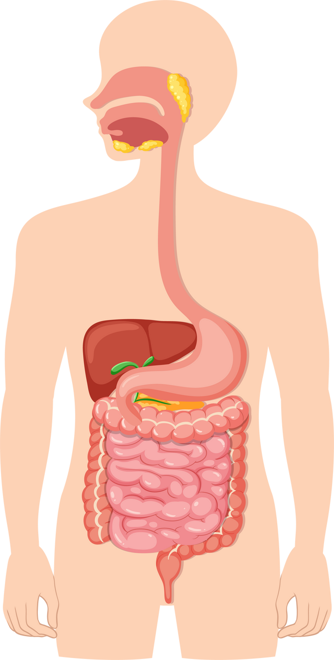 Human Medical Digestive System